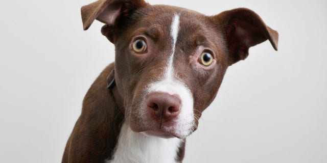 Approximately 20 to 40 percent of dogs referred to animal behavior practices in North America are diagnosed with separation anxiety, even before all these quarantining measures, the ASPCA said.