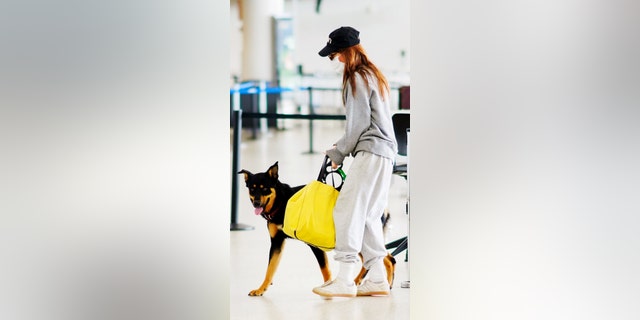 Emily Ratajkowski and Sebastian Bear-McClard jet off with their dog Columbo at JFK Airport in New York City. The 28-year-old bikini model arrived to the empty terminal wearing a baseball cap, face mask, grey sweatshirt, rubber gloves, grey joggers, and sneakers. (The Image Direct)