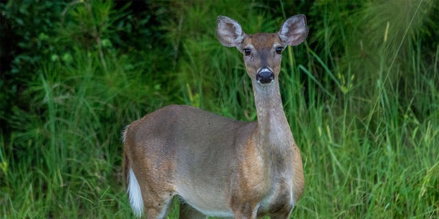 The young woman was attacked by a deer while she was taking professional photos, she said in an email to Fox News.