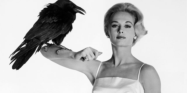 Tippi Hedren poses with Buddy, the Raven, between scenes of Alfred Hitchcock's "The Birds."