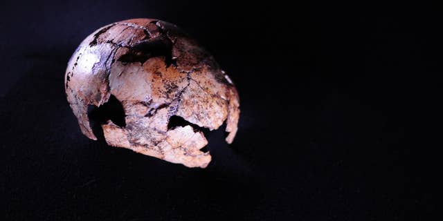 The Homo erectus skullcap,