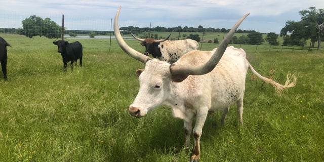 Cow-Calf producers are expected to lose roughly $110 per head of cattle during the pandemic.