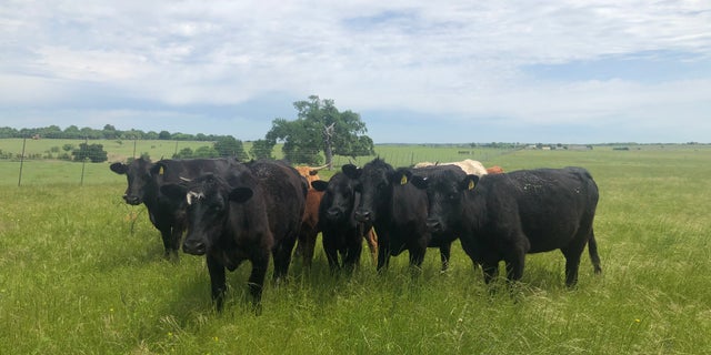 Beef producers are expected to lose billions as the coronavirus pandemic continues to strain the industry.