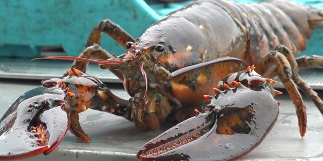 Commercial fisherman Wes Townsend specializes in catching black sea bass, lobster, rockfish and crab.