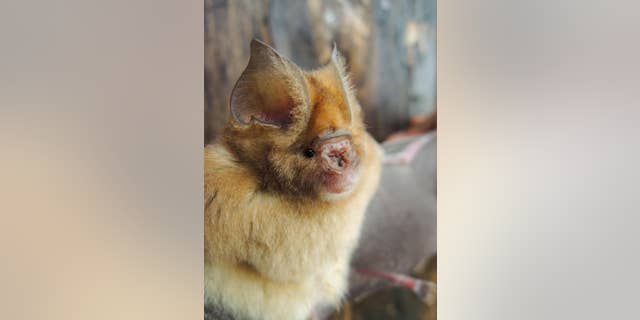 Experts found that Hipposideros caffer (Sundevall's leaf-nosed bat) consists of eight distinct lineages; three of which (including this bat) appear to be new to science. (B.D. Patterson, Field Museum)