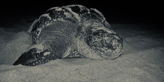 A nesting leatherback turtle dubbed “Aussie” laid her nest on Juno Beach in Florida on April 1, 2020, according to the Loggerhead Marinelife Center.