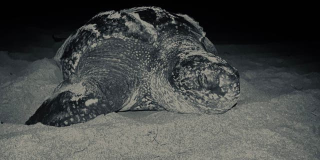A nesting leatherback turtle dubbed “Aussie” laid her nest on Juno Beach in Florida on April 1, 2020, according to the Loggerhead Marinelife Center.