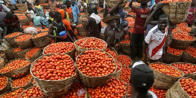 Citizens buy tomatoes from a vegetable market in the commercial capital Lagos, Nigeria. Lockdowns in Africa limiting the movement of people in an attempt to slow the spread of the coronavirus are threatening to choke off supplies of what the continent needs the most - food. (AP Photo/Sunday Alamba)