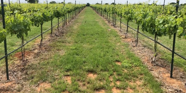 Texas Vineyards move toward social media to help them stay afloat during Coronavirus Pandemic.