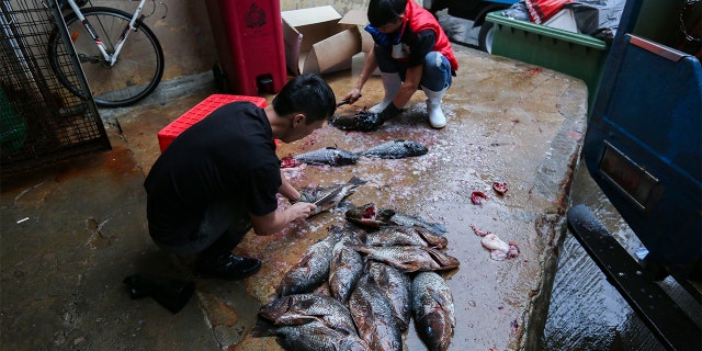 Image of the seafood at Aberdeen Wet Market. 21NOV17 [FEATURES] SCMP / Xiaomei Chen (Photo by Chen Xiaomei/South China Morning Post via Getty Images)