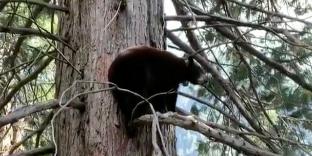 Black bears have been seen more frequently than usual during Yosemite National Park's closure.