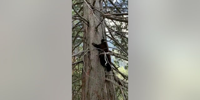 Yosemite National Park Service posted video of a black bear climbing a tree near ranger housing.