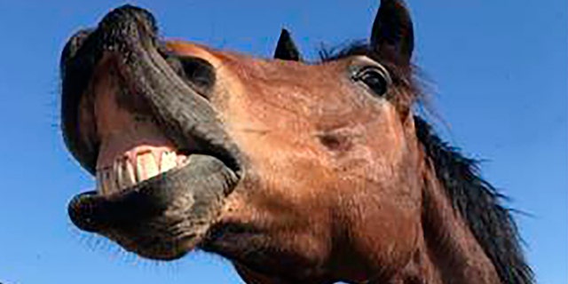 Zeus the horse is also available to rent.