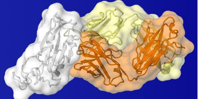 Scientists are studying the novel coronavirus to find potential weak spots in its molecular structure.