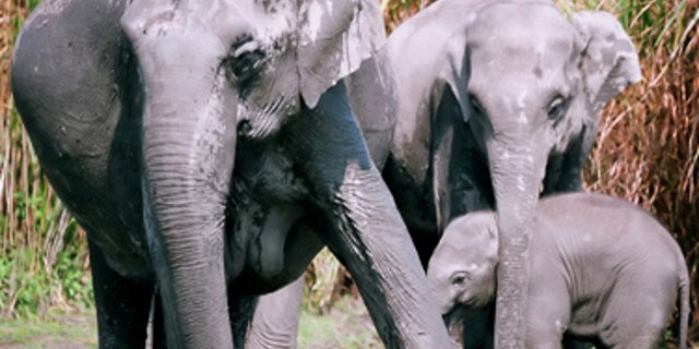 Over 1,000 elephants in Thailand could be facing starvation as the COVID-19 pandemic has greatly impacted revenue generated from tourism in the country.