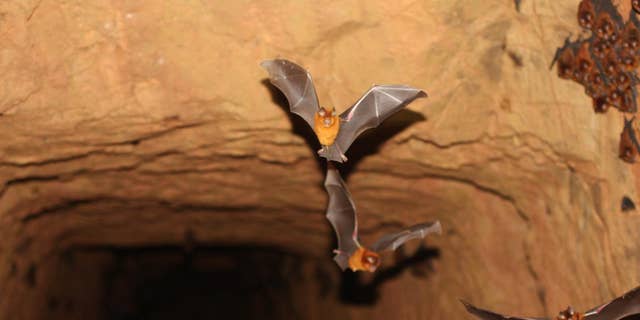 Members of the new bat species.