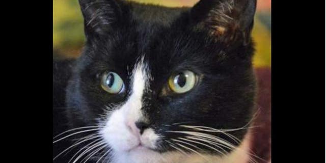 Two pet cats tested positive for COVID-19 in New York.