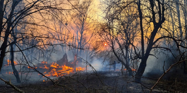 A view of a forest fire burning near the village of Volodymyrivka in the exclusion zone around the Chernobyl nuclear power plant, Ukraine, Sunday, April 5, 2020.