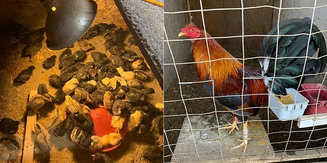 Hundreds of birds were recovered after a large cockfighting ring was discovered in Northern California on Saturday.