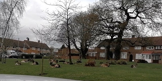 A herd of deer decided to rest in a housing estate in Harold Hill, Romford, east London. (SWNS)