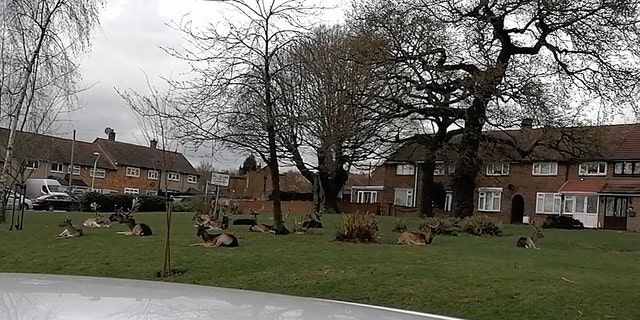 A herd of deer decided to rest in a housing estate in Harold Hill, Romford, east London. (SWNS)