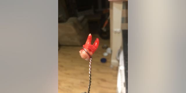 The removed tooth.