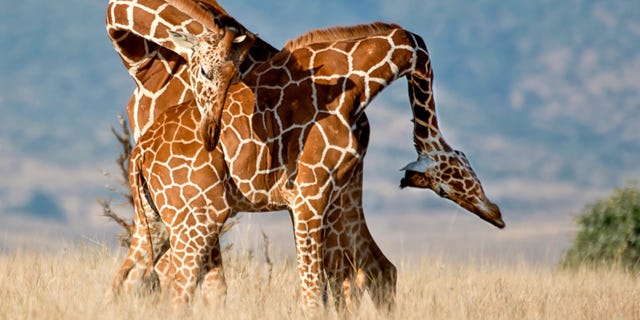 Two giraffes fighting men smashing their necks together.