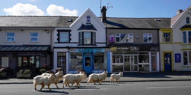 LLANDUDNO, WALES - MARCH 31: Mountain goats roam the streets of LLandudno on March 31, 2020 in Llandudno, Wales. (Photo by Christopher Furlong/Getty Images)