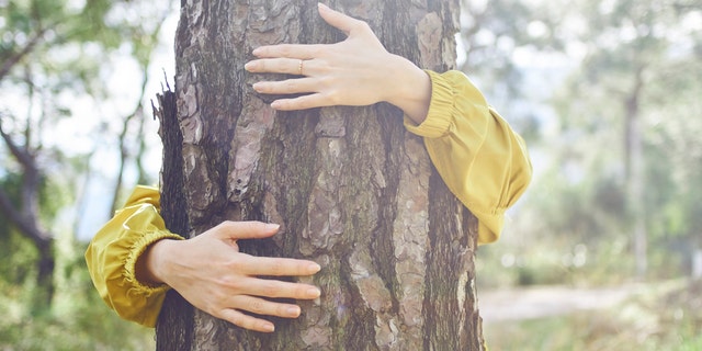 The forestry services are not just suggesting citizens find a tree to hold, however, they are also encouraging people to get outside in general and engage in outdoor activities as a safe way to relax and de-stress.