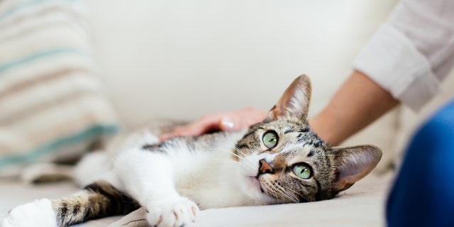 Cats can be infected with the novel virus, the researchers found.