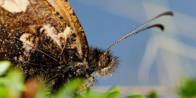 Scientists have found that the planet's insects are also facing a crisis after accelerating rates of extinction have led to a worldwide fall in insect numbers. (Dr Matt Hill, University of Huddersfield)