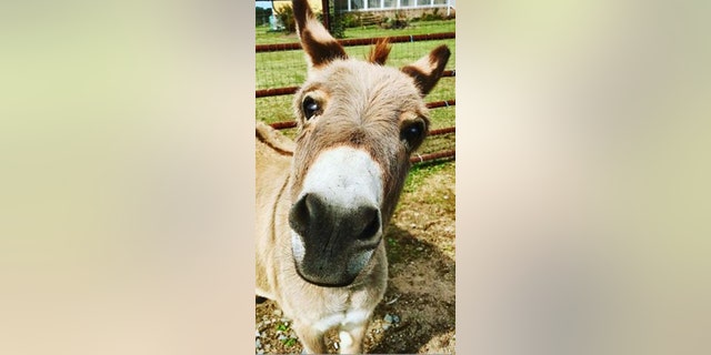 He’s also available for virtual happy hours or other video chat sessions with family and friends, the website reads.<br>