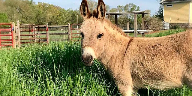 Mambo, an 8-year-old miniature donkey, wants to crash your Zoom meeting.