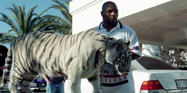 Mike Tyson owned white tigers at the height of his boxing career (The Ring Magazine via Getty Images)