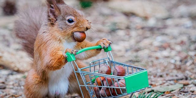 Red squirrel with a shopping trolley full of acorns in Carnie Woods, Aberdeenshire by photographer Jeffrey Wang. (Credit: SWNS)