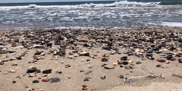 Seashells pile up on the beaches in North Carolina's Outer Banks as tourists stay away due to coronavirus.