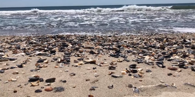 Seashells pile up on the beaches in North Carolina's Outer Banks as tourists stay away due to coronavirus.