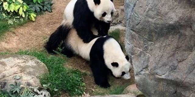 Le Le and Ying Ying.