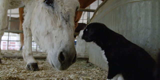 (Courtesy of The Gentle Barn/Paw Works)