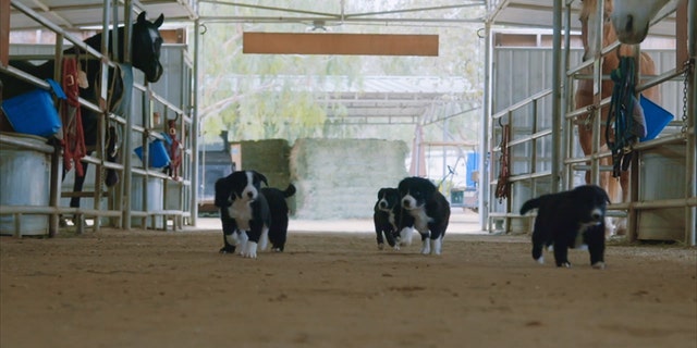 (Courtesy of The Gentle Barn/Paw Works)