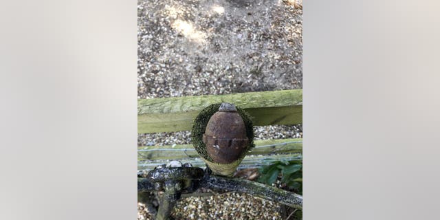 The WW1 grenade which was removed from the gutter of the Bubear family house. (Credit: SWNS)