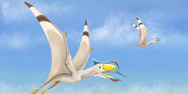 Remains of 100 million-year-old flying pterosaur with 6-inch beak unearthed by scientists | Fox News Remains of 100 million-year-old flying pterosaur with 6-inch beak unearthed by scientists | Fox News