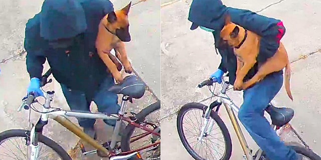 From the Concord Police Department Facebook page, here are some "still images of the DOGNAPPER. We’re hoping something helps someone recognize this man."
