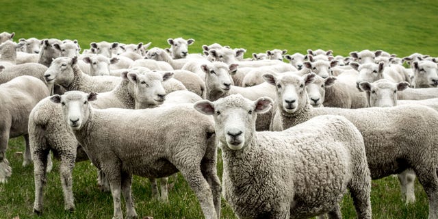 A landscape company is using sheep to trim customers' lawns in an environmentally friendly way.
