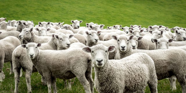 A landscape company is using sheep to trim customers' lawns in an environmentally friendly way.