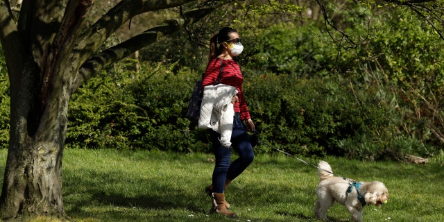 A dog walker wears a face mask in Regent's Park, London, as London's parks remain open with the warning that they will close if people fail to observe the British government guidelines that include two meters social distancing from people that don't live in the same household, to help stop the spread of coronavirus, Saturday, April 4, 2020. The new coronavirus causes mild or moderate symptoms for most people, but for some, especially older adults and people with existing health problems, it can cause more severe illness or death. (AP Photo/Matt Dunham)