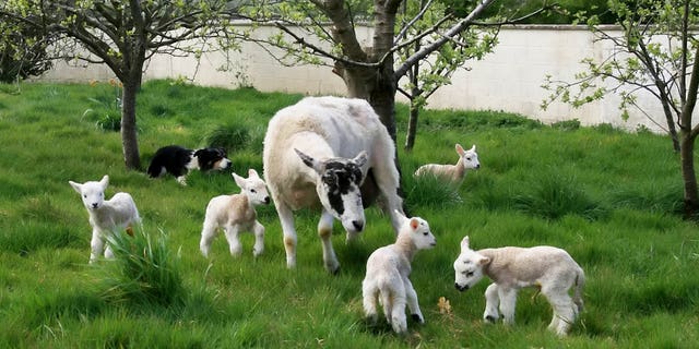 Marshall had to count twice when he noticed five babies dotted around the mother - named after Simpsons' matriarch Marge - because scans had only predicted four. Both mother and lambs - affectionately named Bart, Millhouse, Lisa, Maggie and Edna - are doing extremely well. (Credit: SWNS)