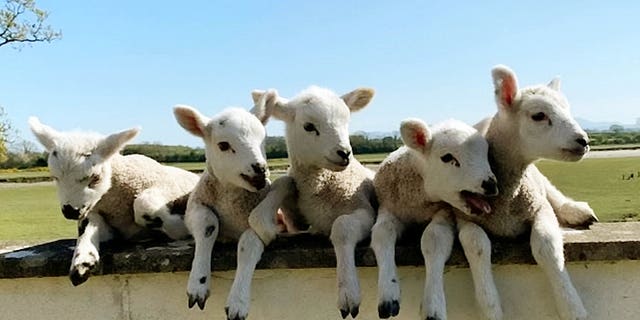 A ewe has defied odds of a million to one by giving birth to a set of five healthy lambs - named after characters from The Simpsons.  The incredibly rare quintuplet set was born on Easter Sunday (April 12) and gave farm manager, James Marshall, quite a shock when they arrived at Castletown Estate. (Credit: SWNS)