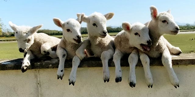 A ewe has defied odds of a million to one by giving birth to a set of five healthy lambs - named after characters from The Simpsons. The incredibly rare quintuplet set was born on Easter Sunday (April 12) and gave farm manager, James Marshall, quite a shock when they arrived at Castletown Estate. (Credit: SWNS)