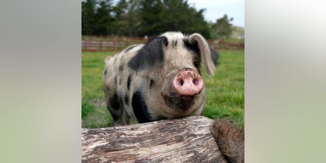 A pig on a farm. One farmer in Belgium has created a music playlist for his pigs for use at different times of the day.  